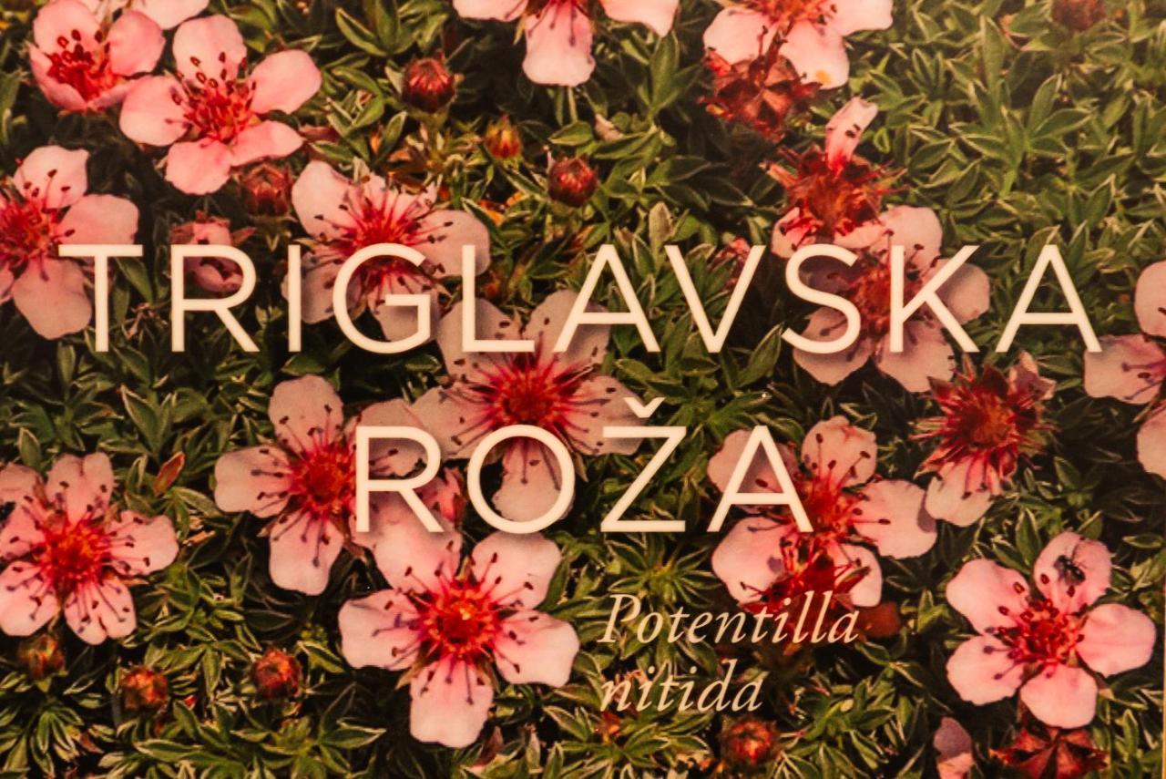 Apartmaji Alpski Cvet - Hisa Gorenc Bohinj Zewnętrze zdjęcie